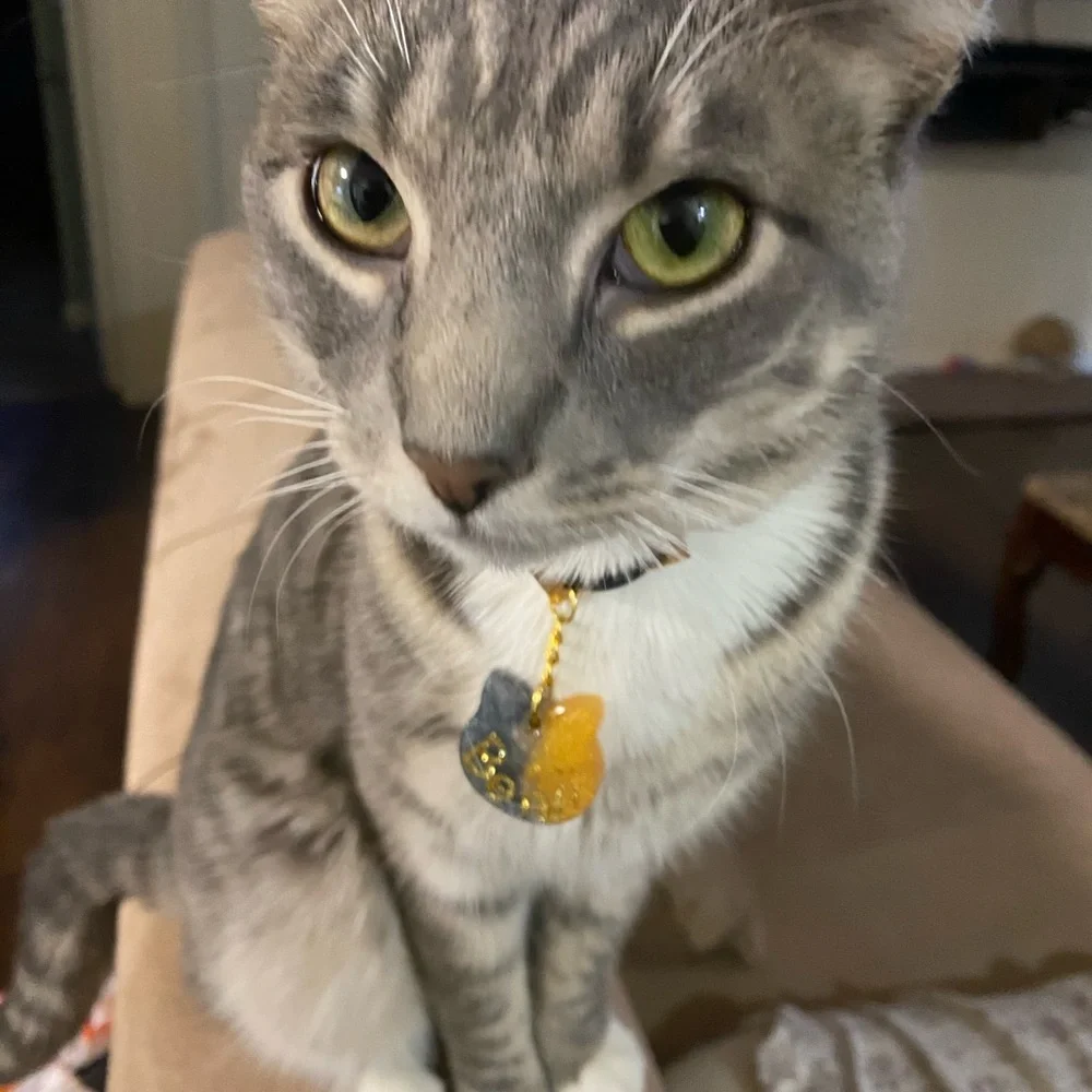 Gold and Gray Cat Keyring 🆔 Tag